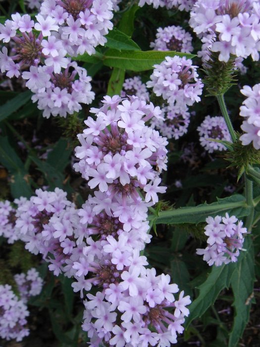 Verbena rigida 'Polaris'